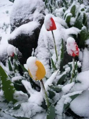 tulips snow