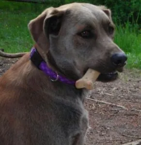 dog with bone