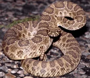 rattlesnake