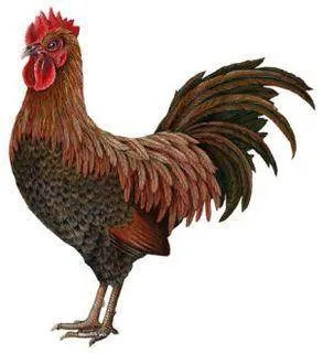 rooster