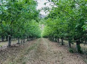 apple trees
