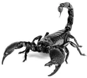 Black Scorpion